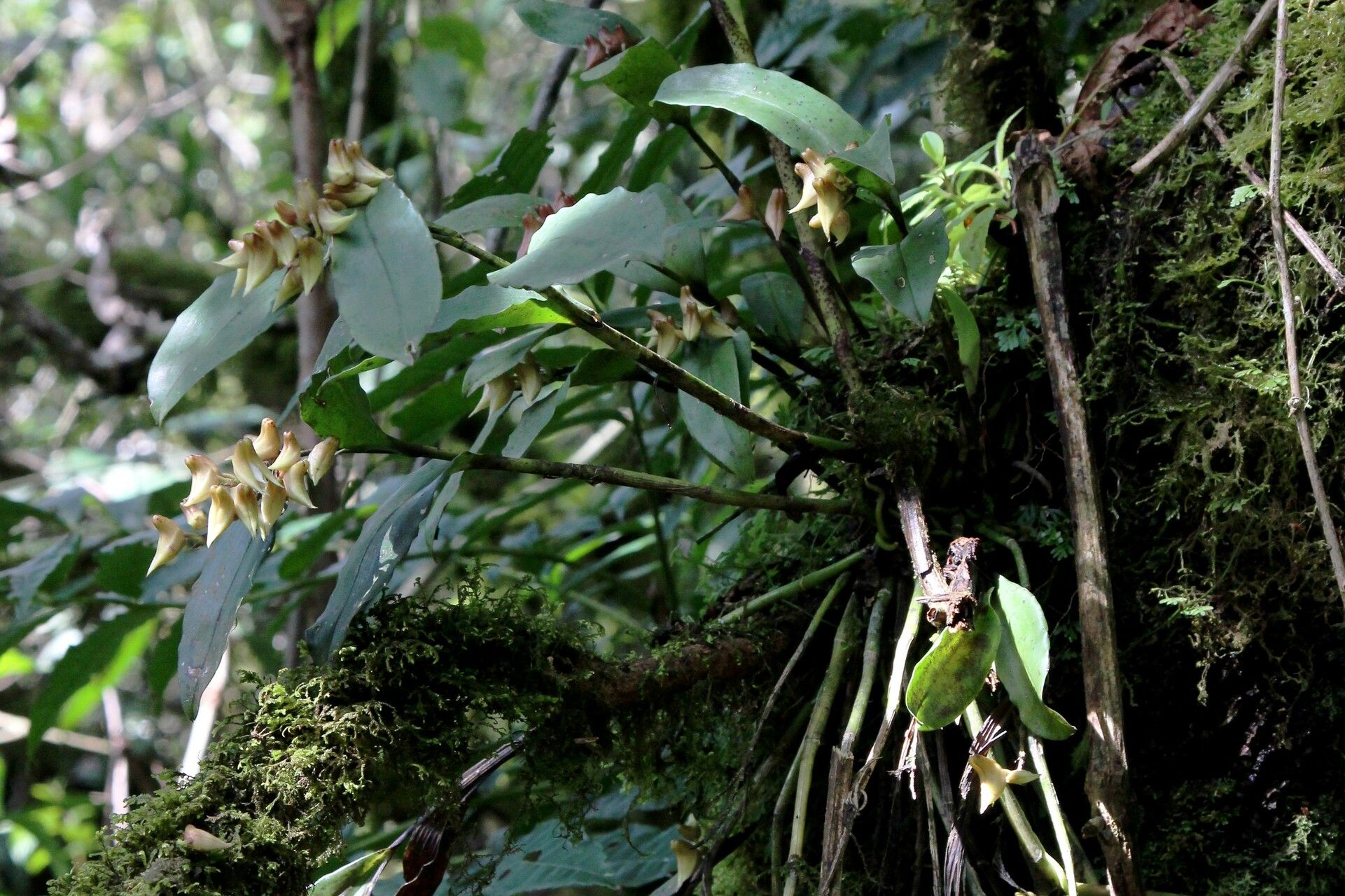 Polystachya cooperi habit