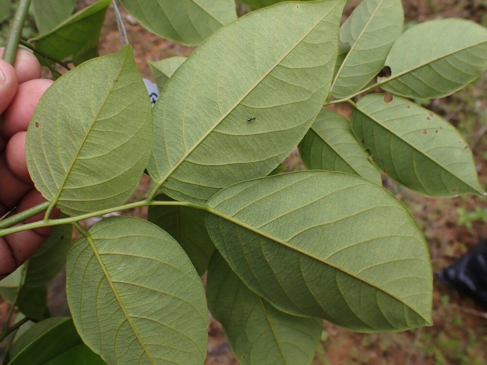 Dalbergia pachycarpa — houseplant care guide