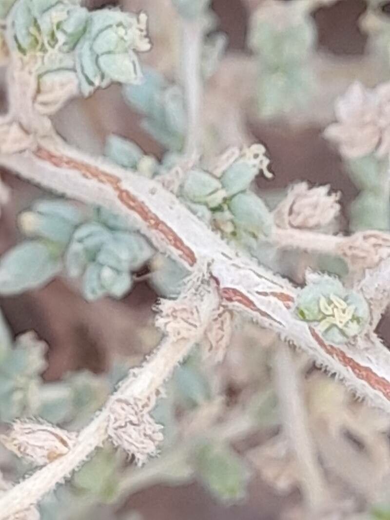 Caroxylon imbricatum bark