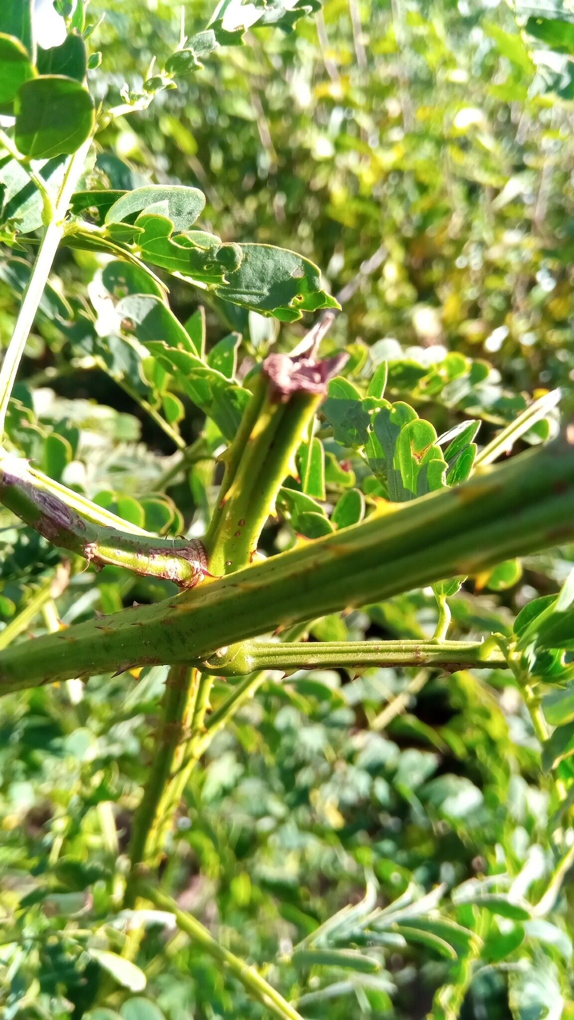 Mimosa savokaea leaf