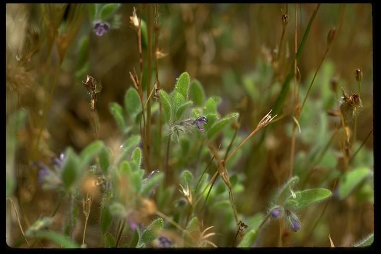 Trichostema oblongum fruit