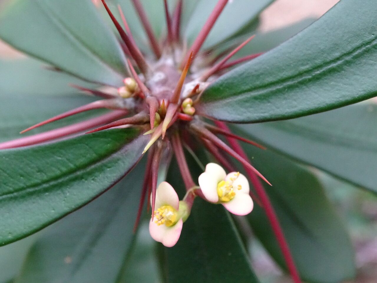 Euphorbia duranii — houseplant care guide