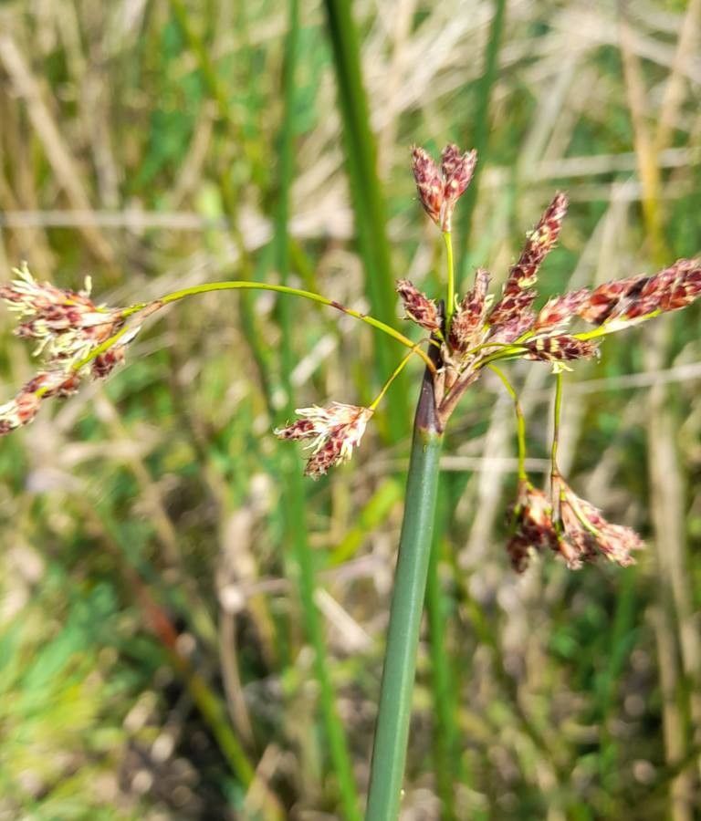 Schoenoplectus californicus flower