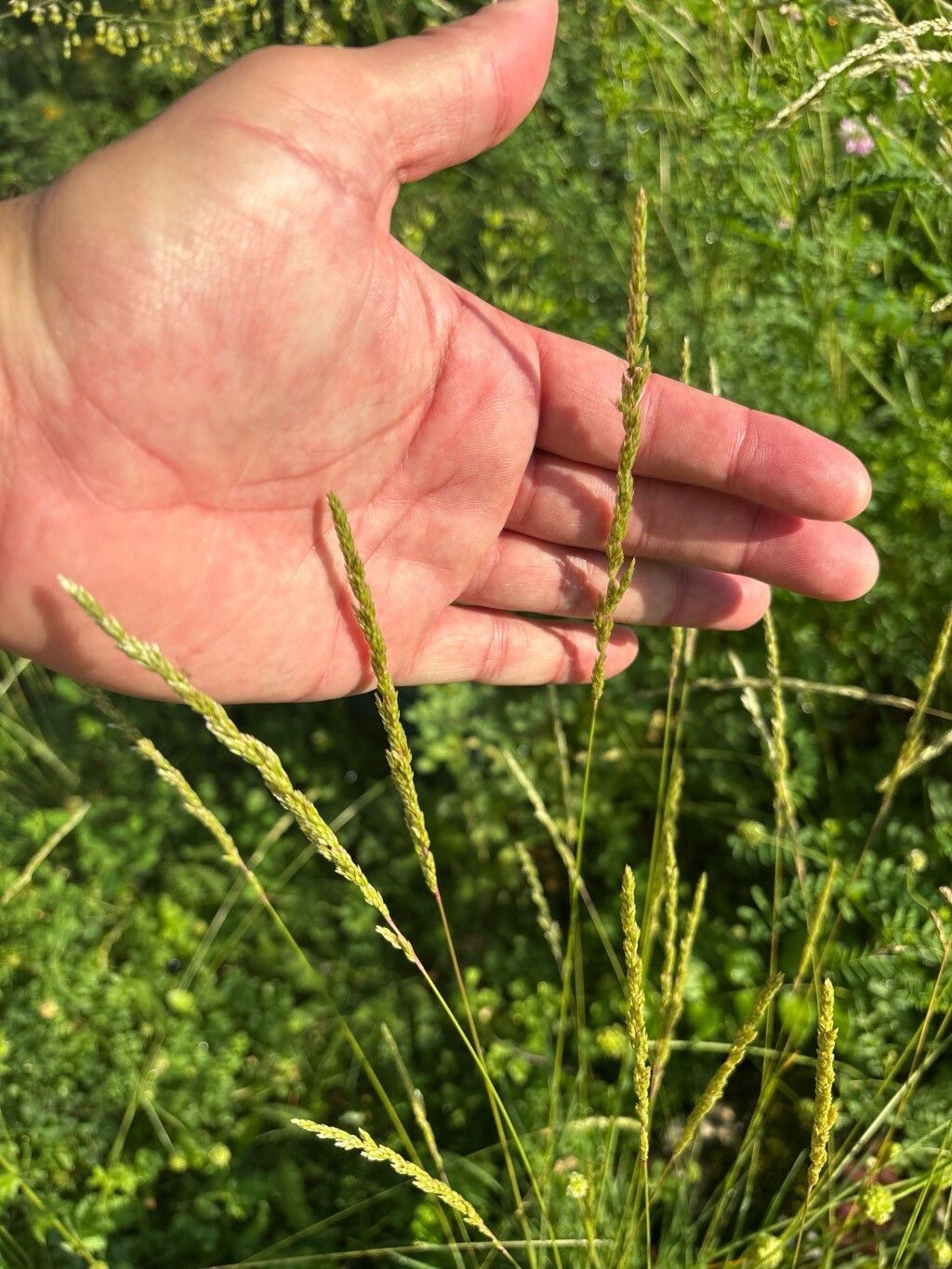 Koeleria lobata — search result for 'Koeleria'