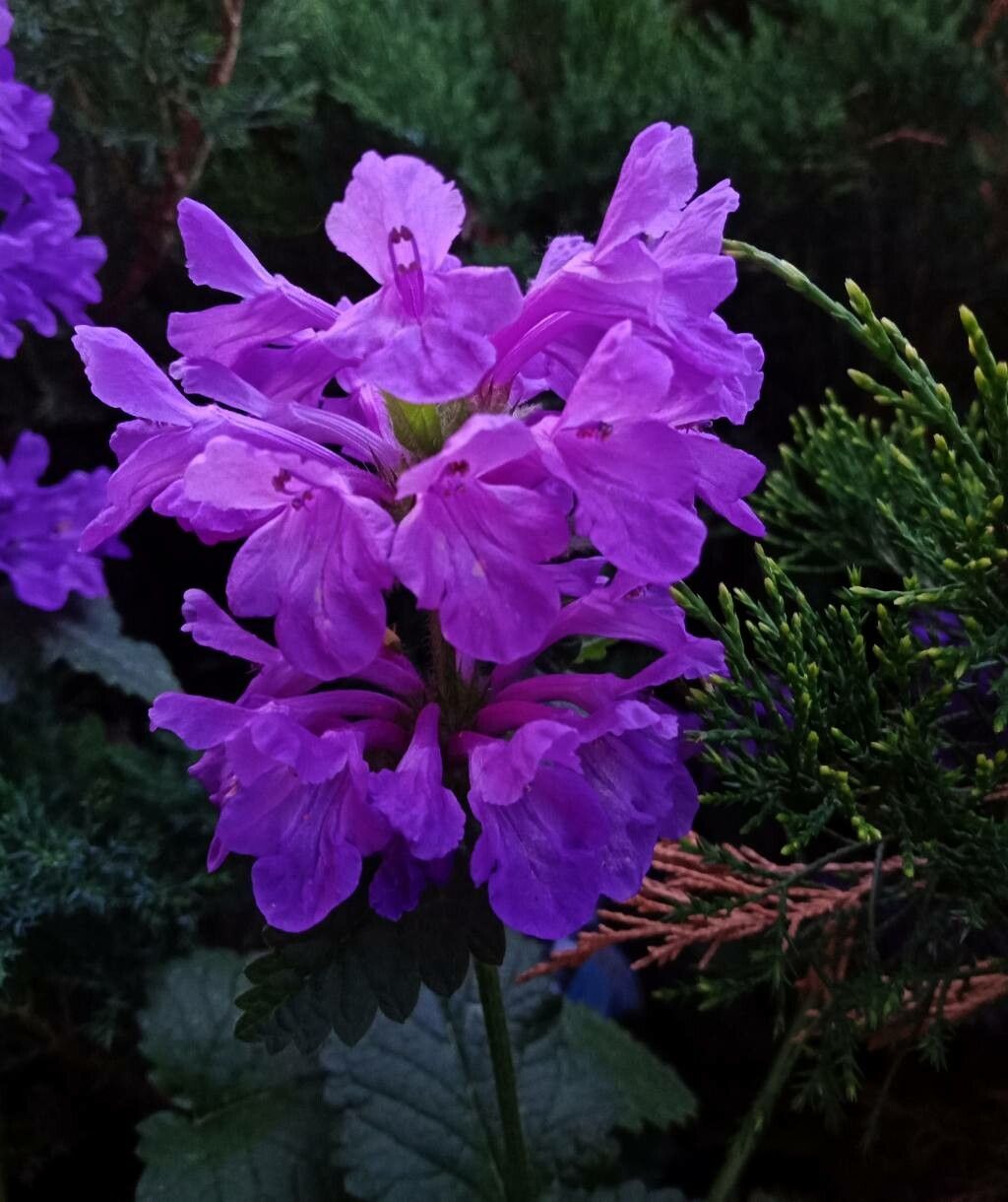 Betonica macrantha flower