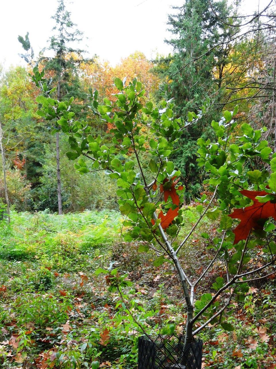 Quercus wislizeni habit