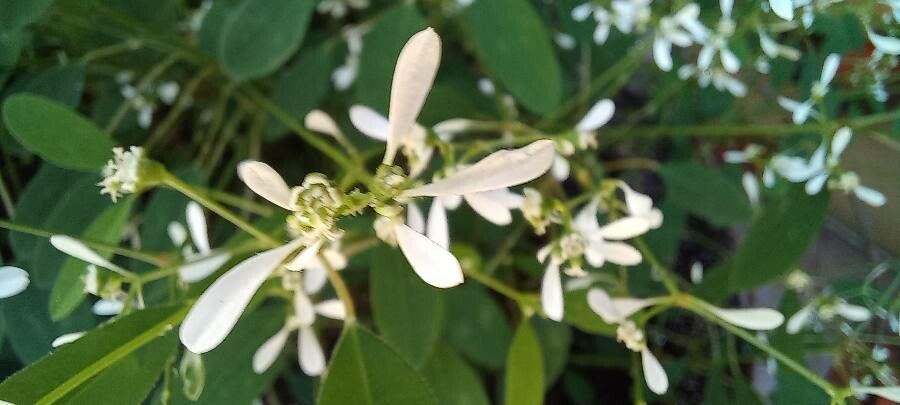 Euphorbia leucocephala flower