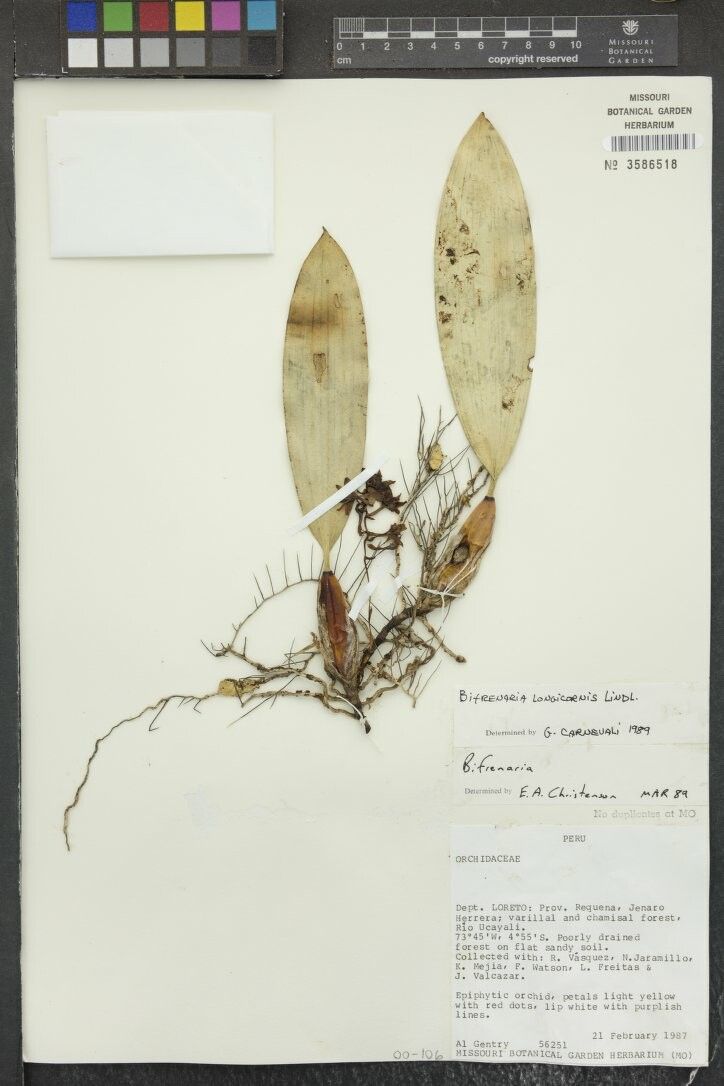 Bifrenaria longicornis — related species from the same genus