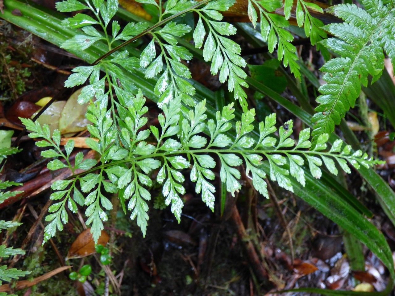 Asplenium affine leaf