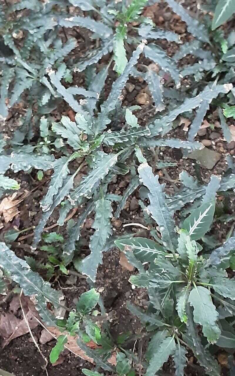 Strobilanthes sinuata leaf