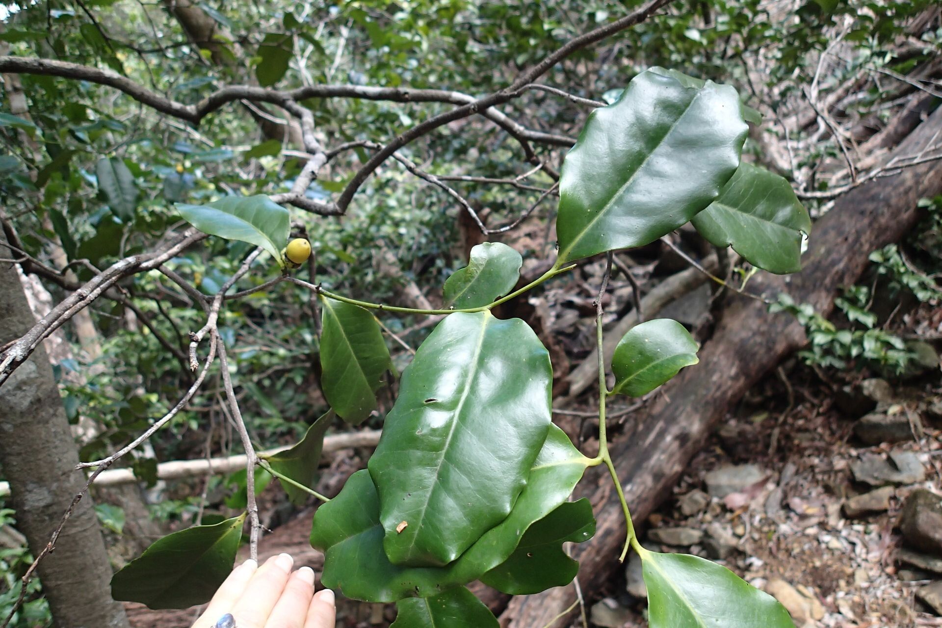 Diospyros tireliae leaf