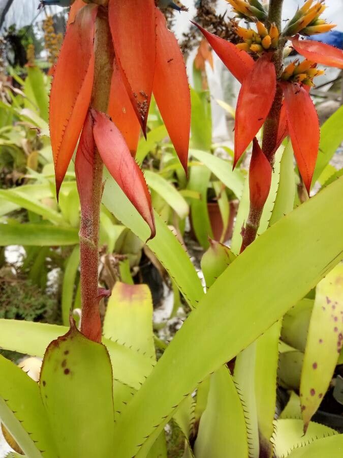 Aechmea mertensii — search result for 'Suriname'