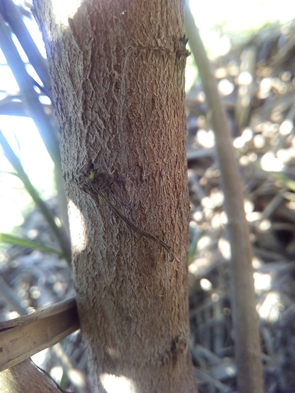 Psiadia dentata bark