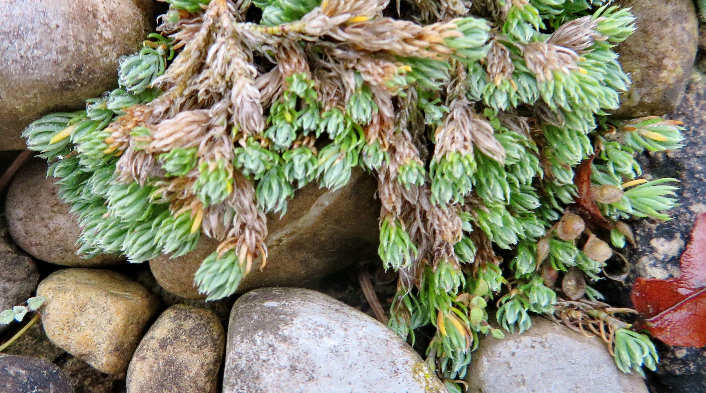 Asperula boissieri — related species from the same genus