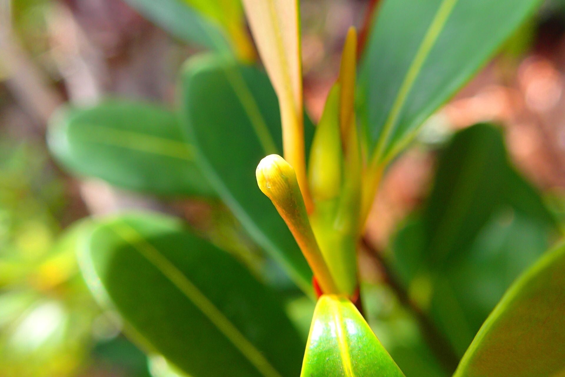 Erythroxylum couveleense leaf