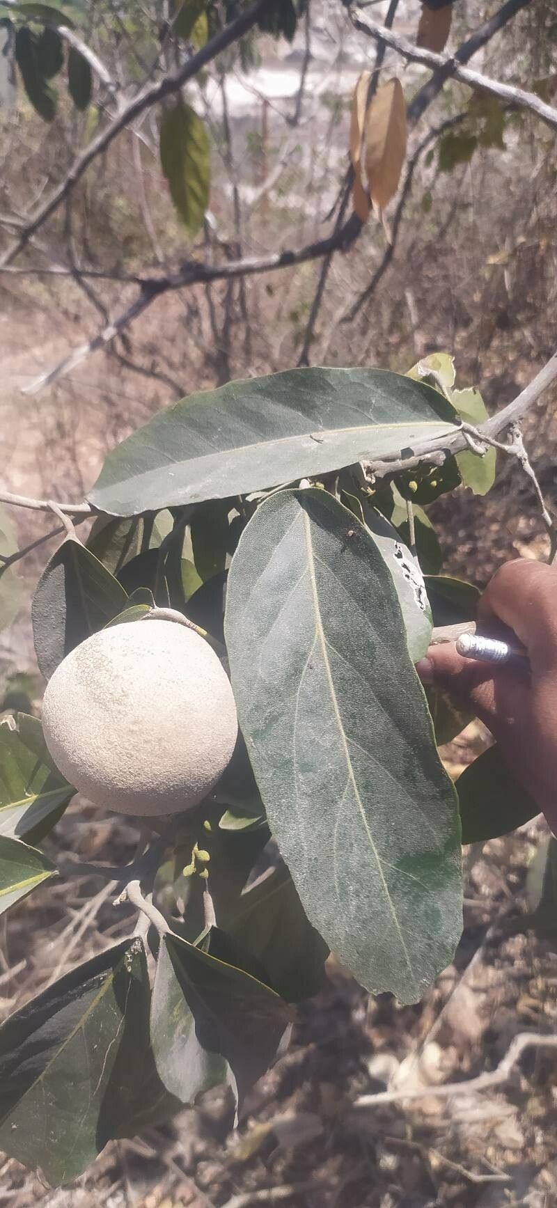 Morisonia americana — related species from the same genus