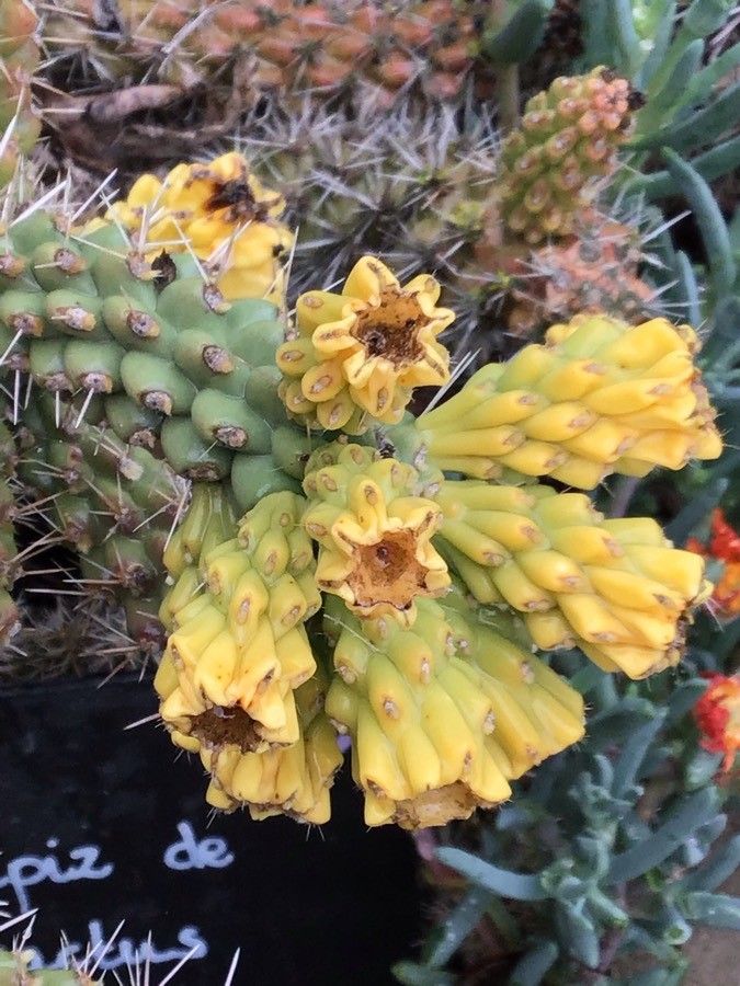 Cylindropuntia ramosissima — houseplant care guide