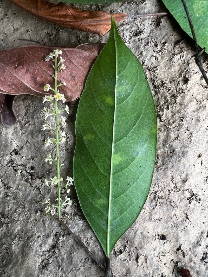 Licania elaeosperma flower