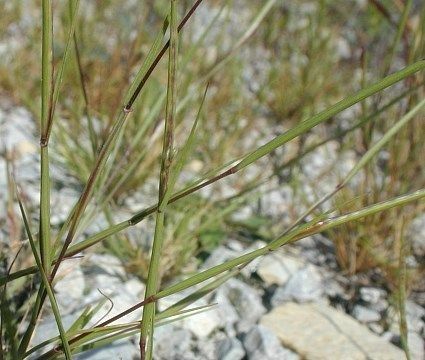 Sporobolus neglectus — search result for 'Sporobolus'