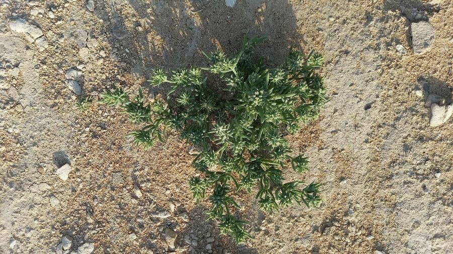 Gymnocarpos sclerocephalus habit