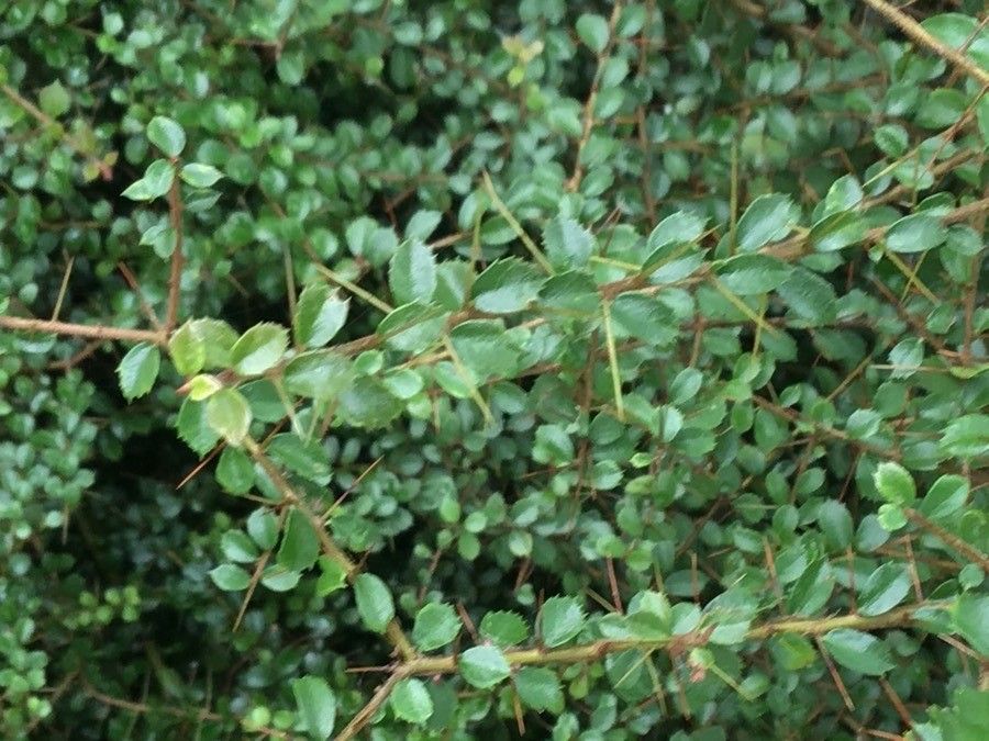Pittosporum spinescens habit