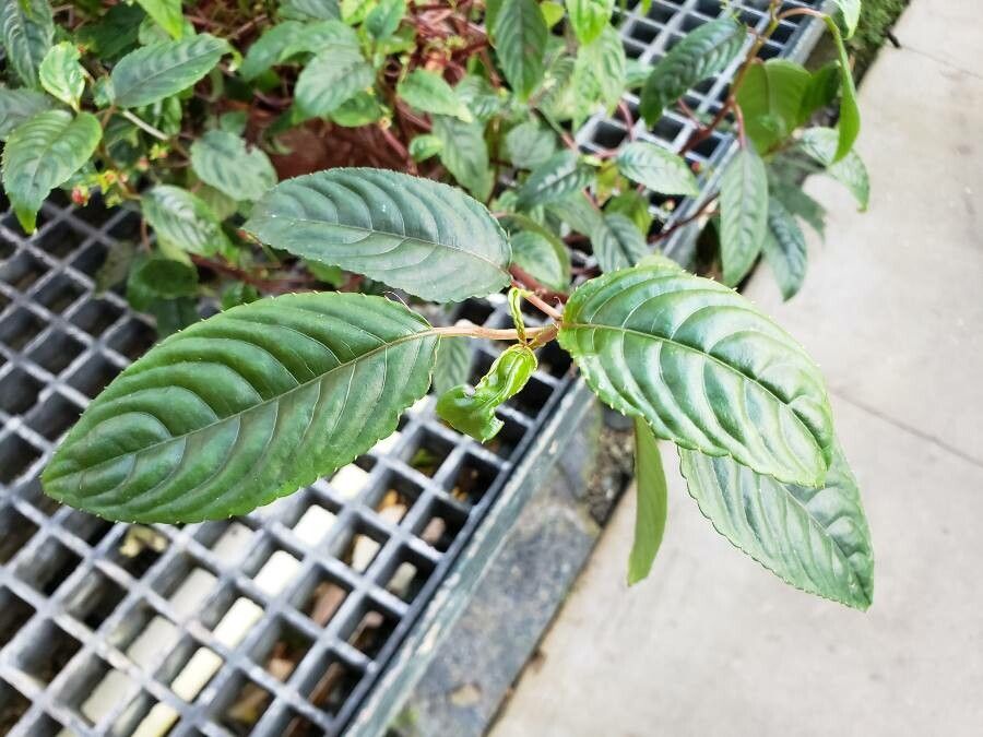 Impatiens hians leaf