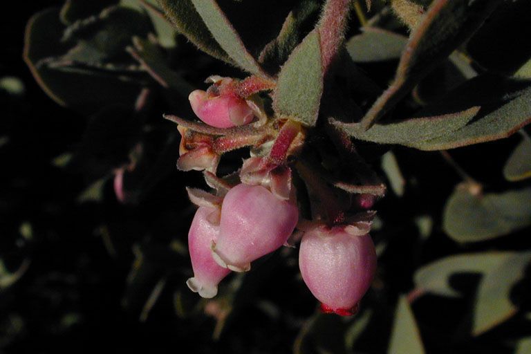 Arctostaphylos canescens flower