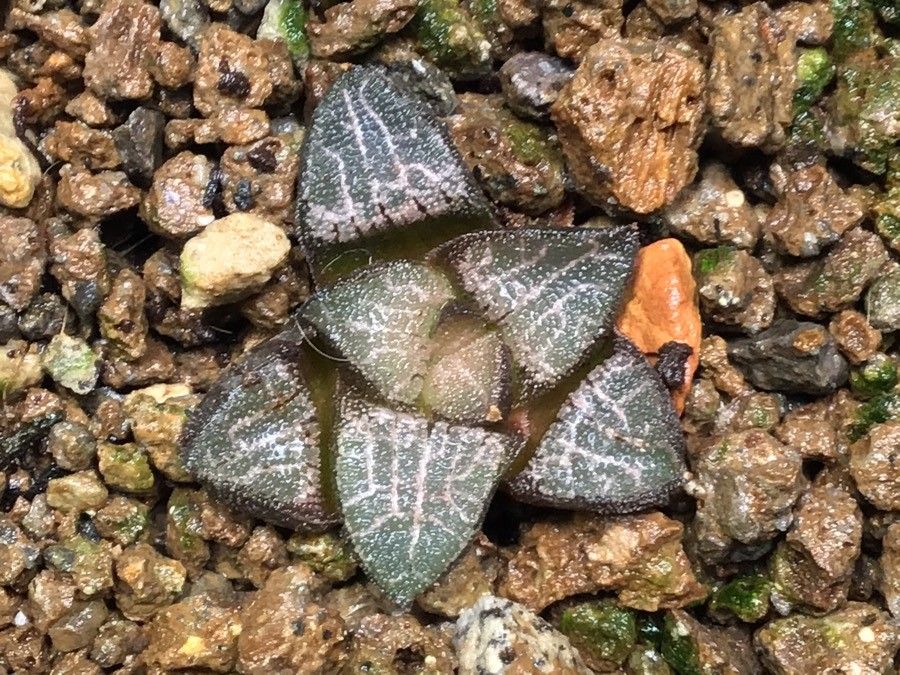 Haworthia marxii — houseplant care guide