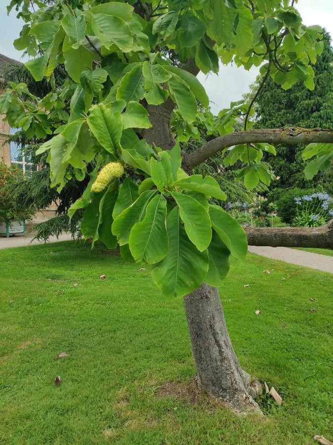 Magnolia hypoleuca fruit