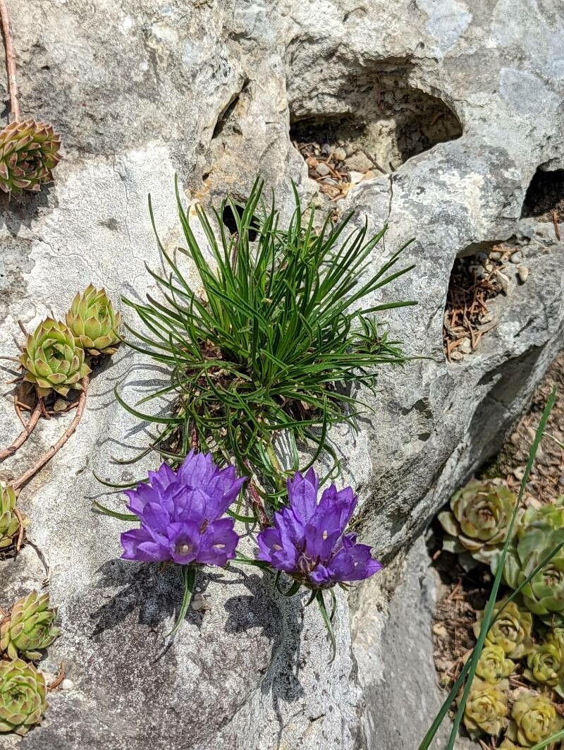 Edraianthus graminifolius habit