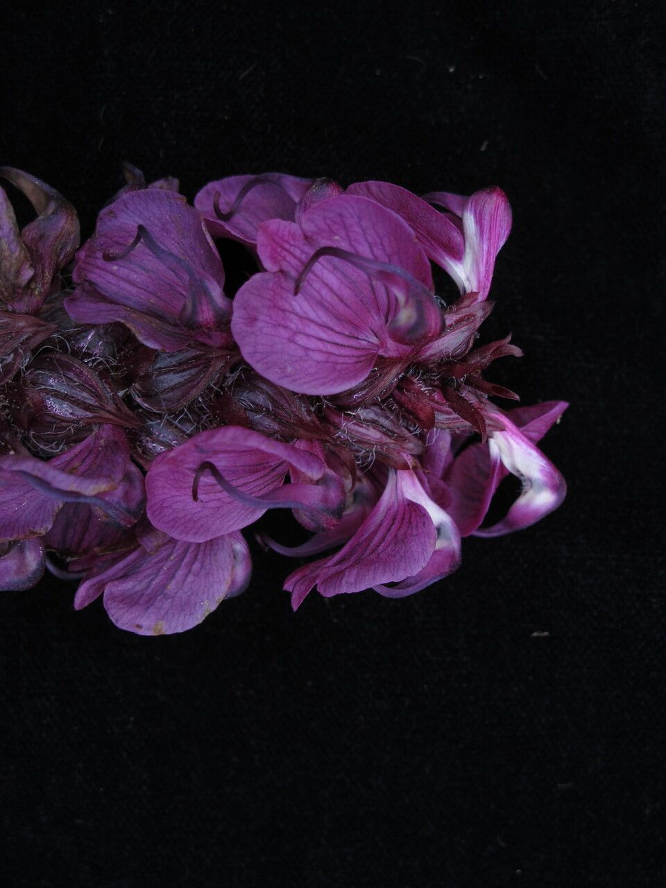 Pedicularis pectinata habit