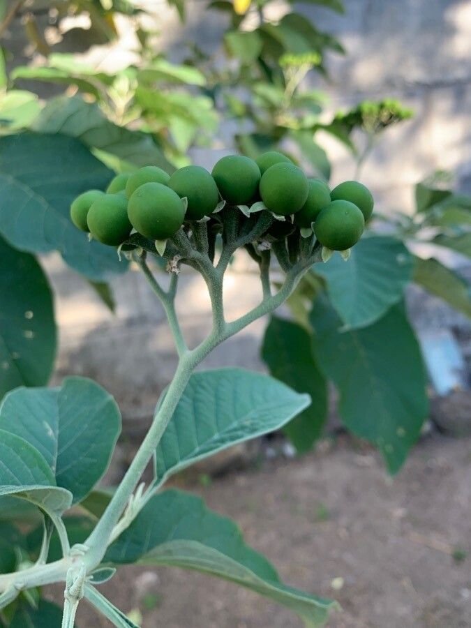 Solanum hazenii fruit