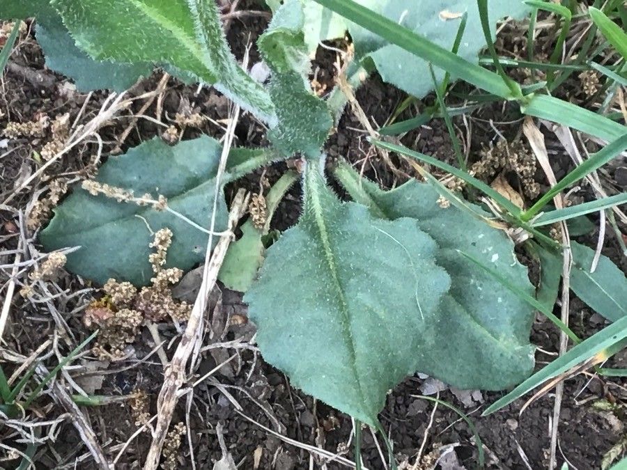 Senecio provincialis — houseplant care guide