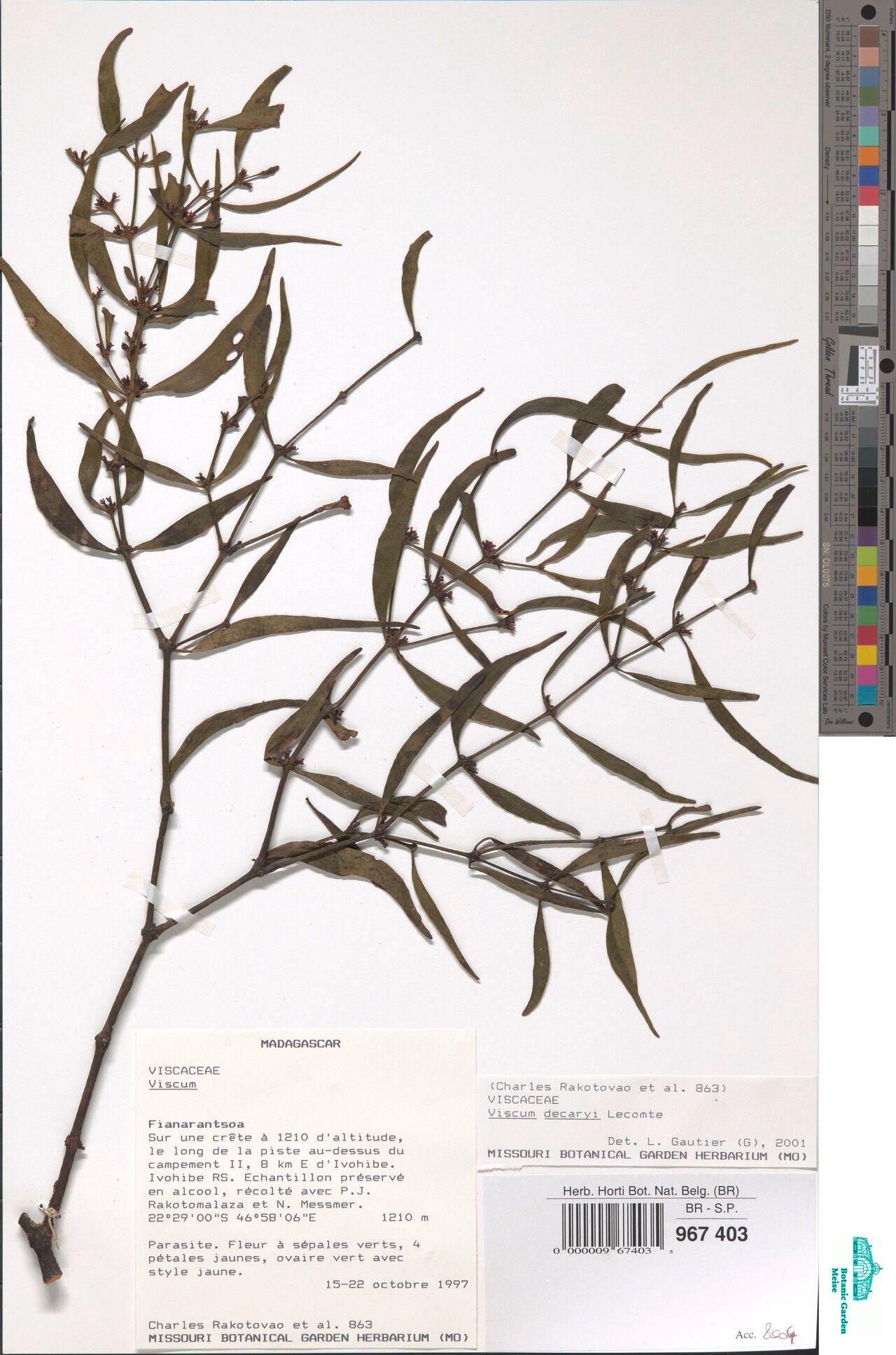 Viscum decaryi — houseplant care guide