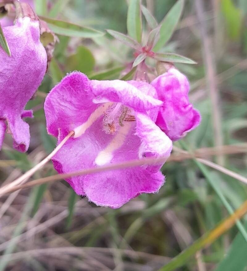 Agalinis genistifolia flower
