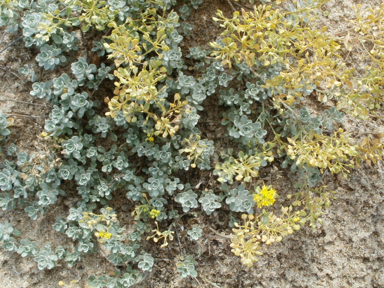 Alyssum serpyllifolium habit
