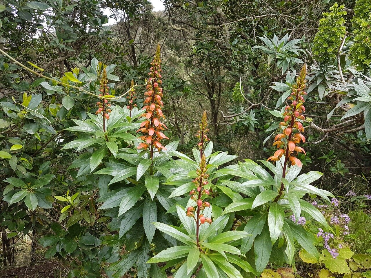 Digitalis sceptrum flower