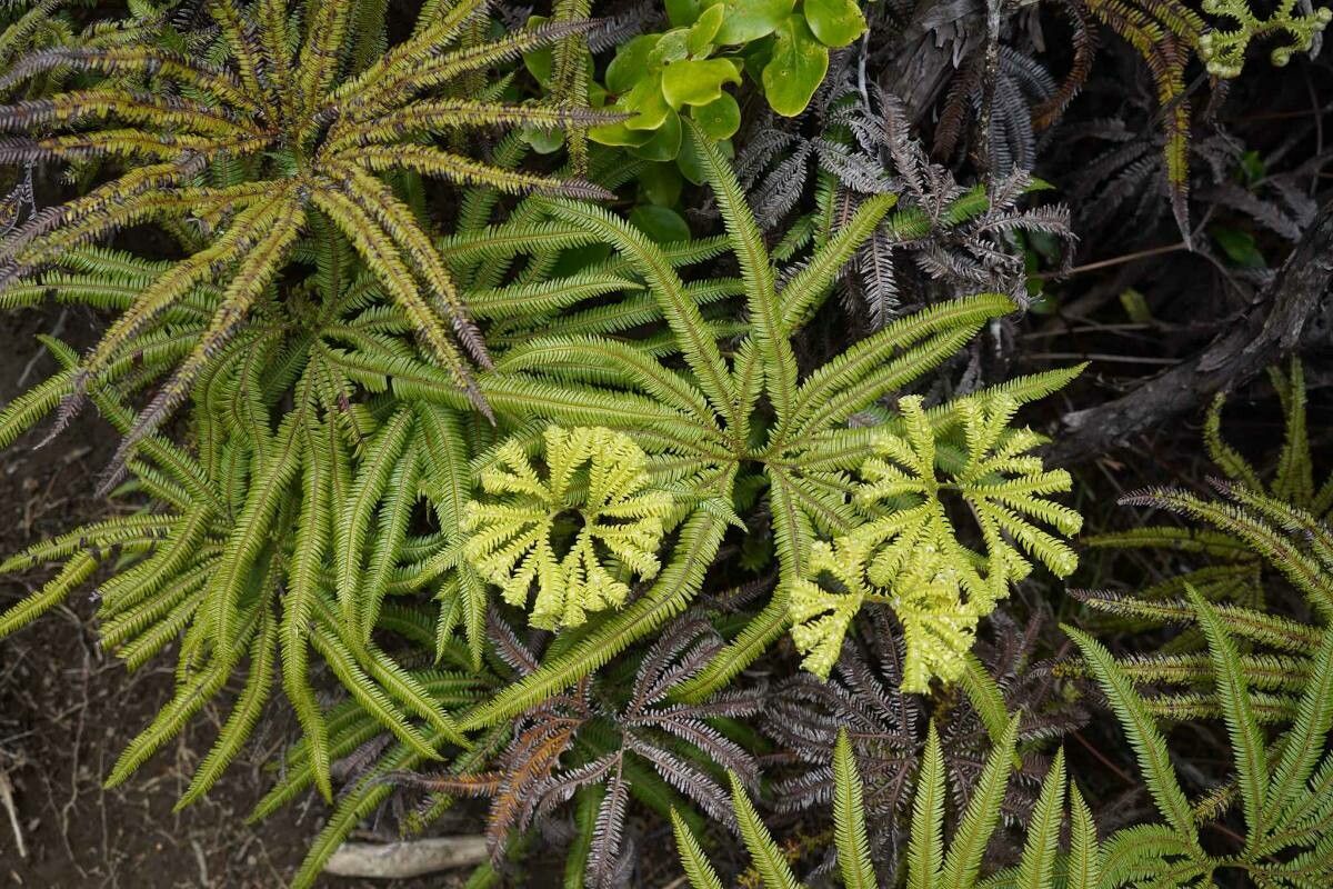 Sticherus cunninghamii — related species from the same genus