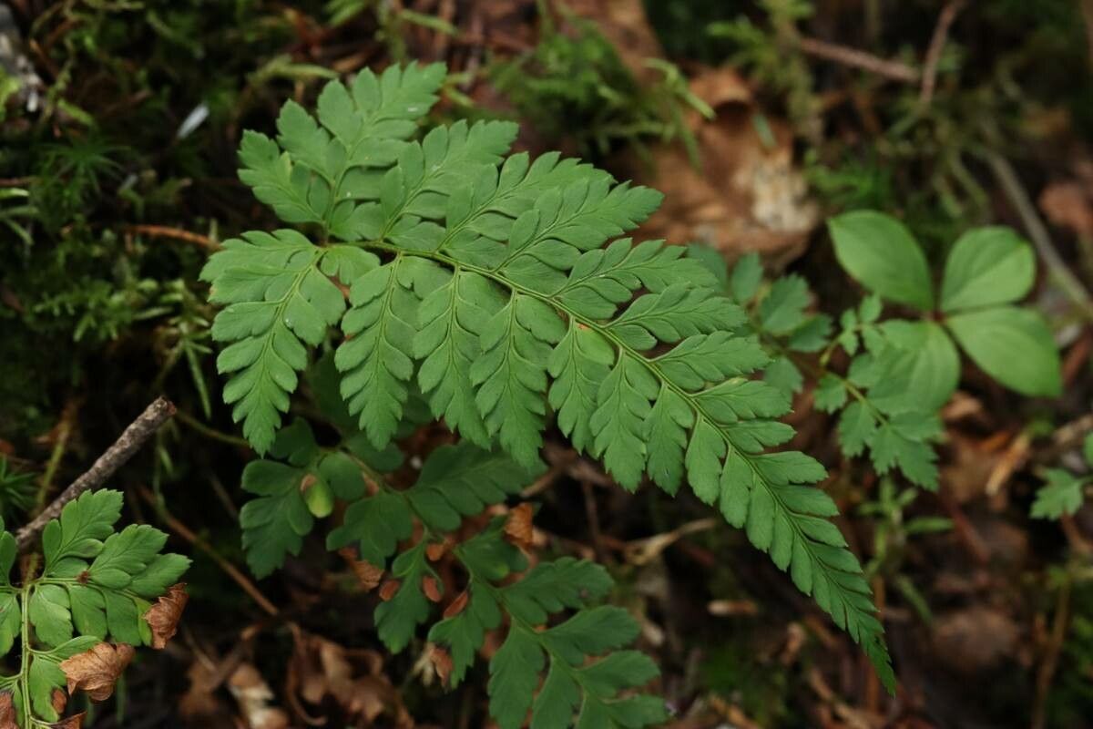 Arachniodes mutica — houseplant care guide