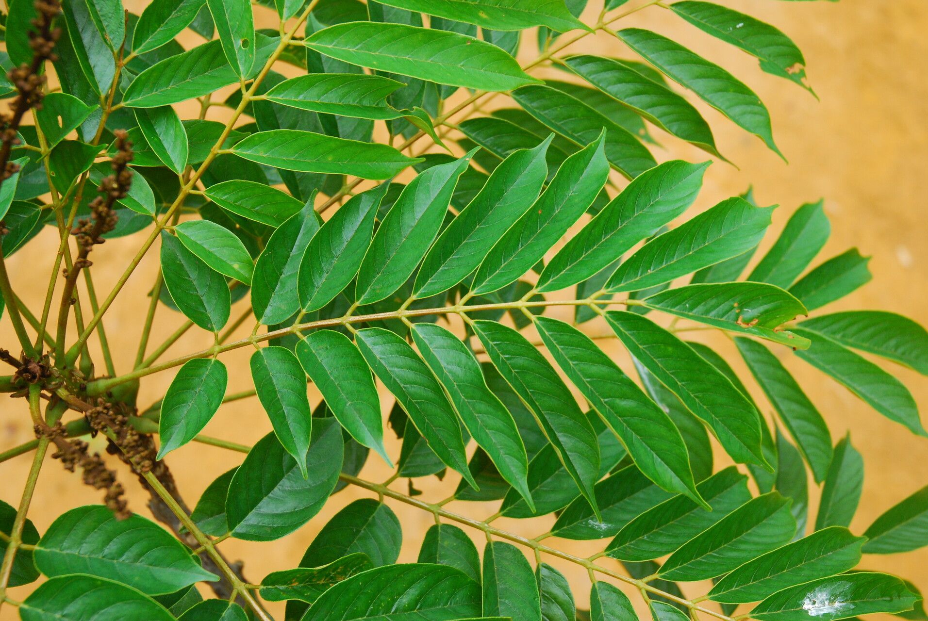 Millettia mannii — houseplant care guide