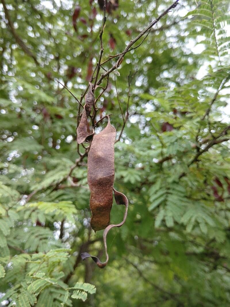 Acacia ataxacantha fruit