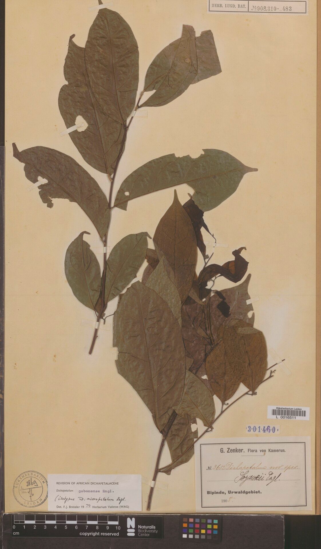 Dichapetalum gabonense — houseplant care guide