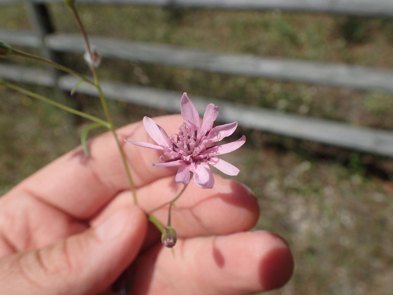 Palafoxia reverchonii — houseplant care guide