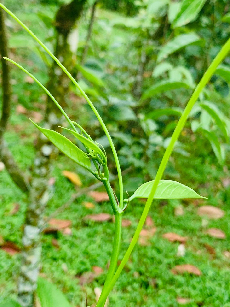 Passiflora ambigua bark