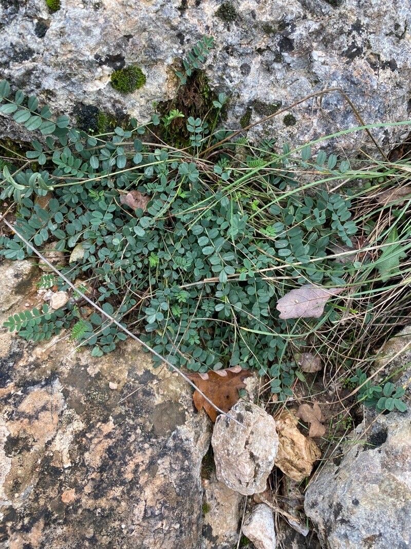 Coronilla vaginalis — search result for 'Coronilla'