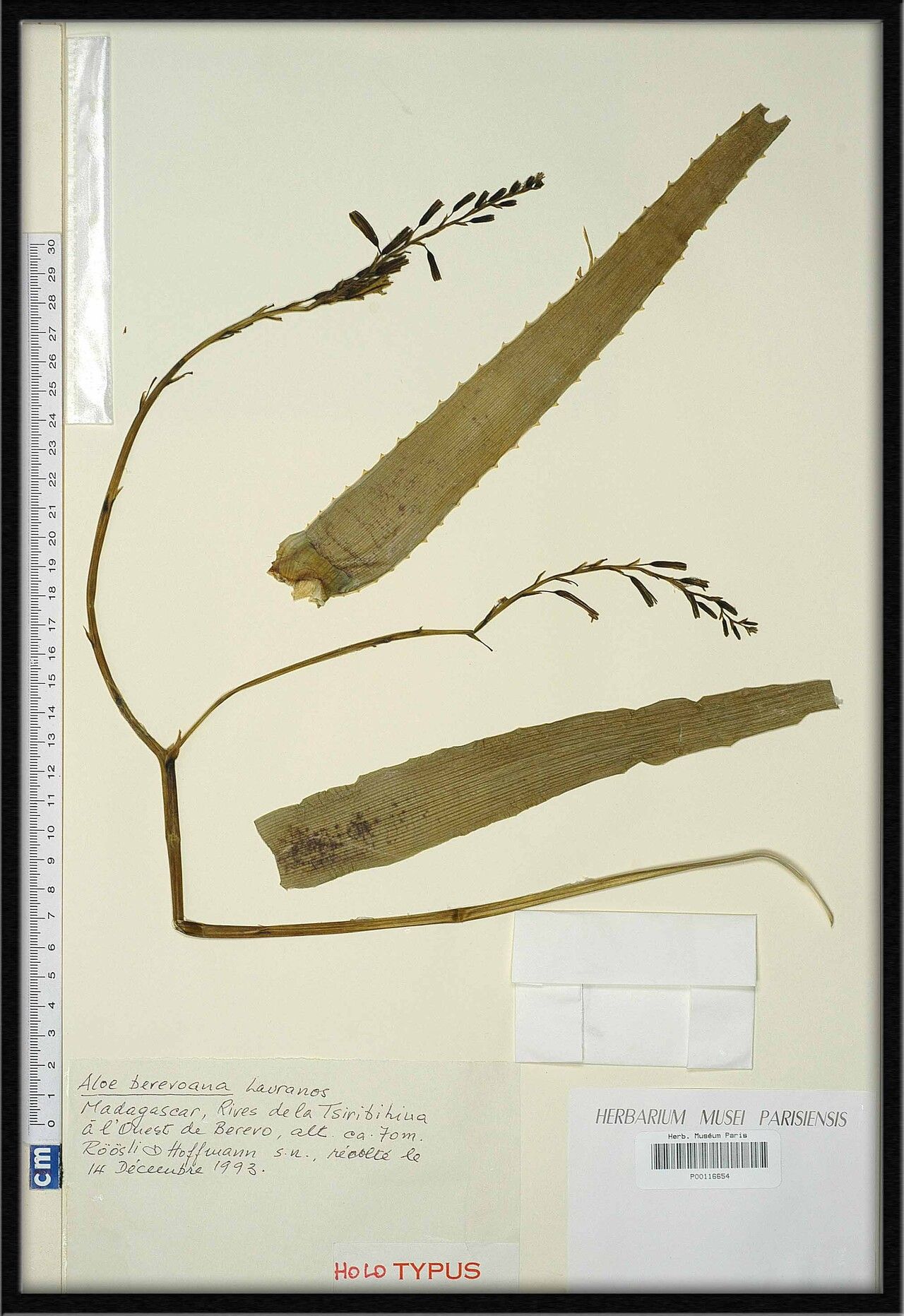 Aloe berevoana — houseplant care guide