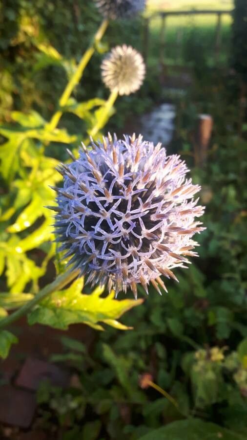 Echinops exaltatus flower