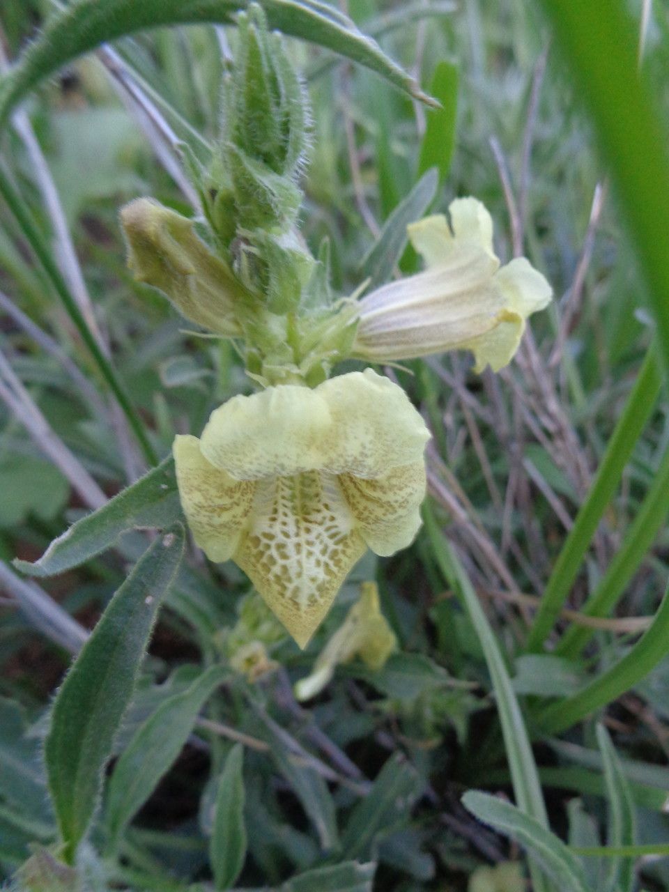 Asystasia guttata — search result for 'Asystasia'