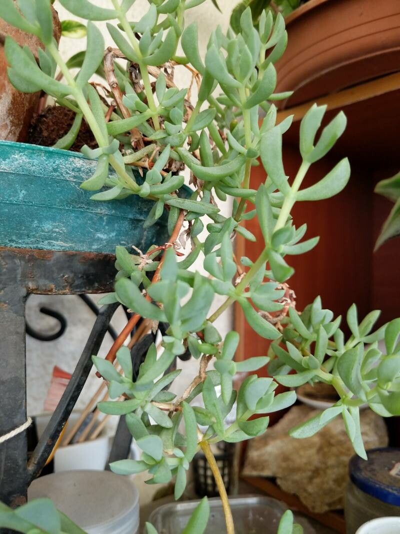 Oscularia caulescens — related species from the same genus