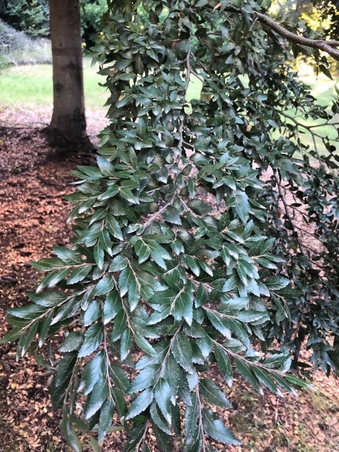 Nothofagus dombeyi leaf